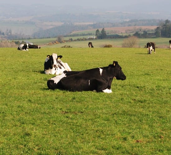 Letter to the editor: As an exporter, I see department officials - not farm lobby groups - go 'above and beyond'