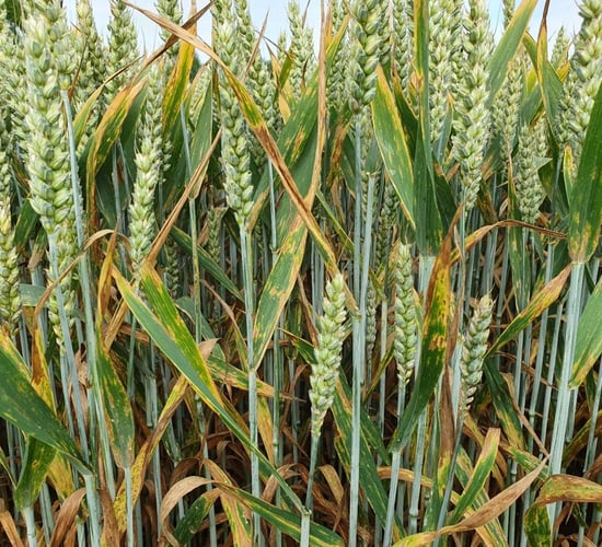 Target Septoria at T1, but don’t forget the other disease threats