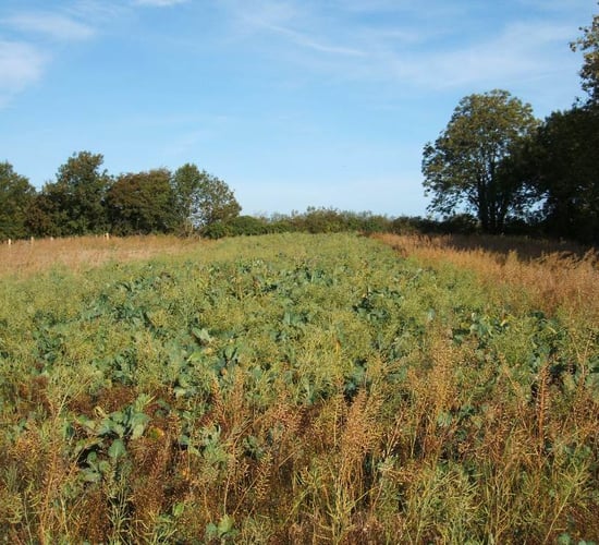 GLAS: Department to provide extension for wild bird cover