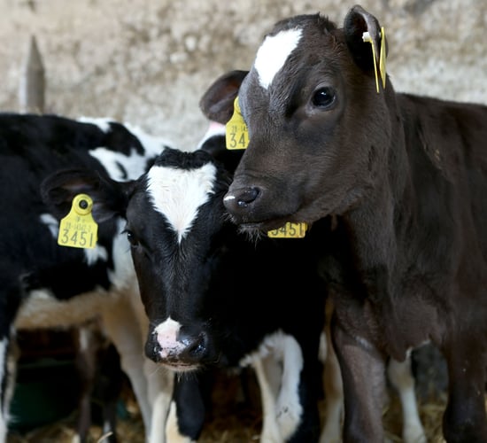 Calf Health Series: The calf rearing refresher course