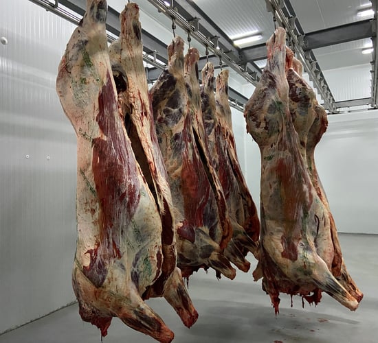 Beef trade: In-spec heifer and steer price holds