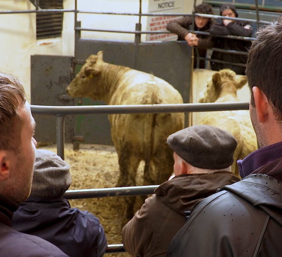 Online livestock buying and selling popular with farmers