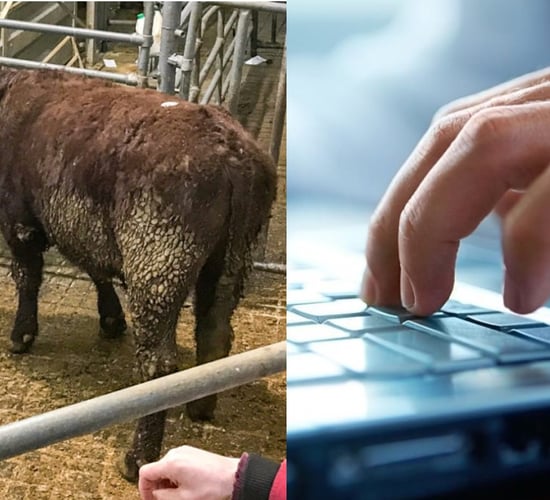 Government's own website says 40% of marts don't have decent broadband - Naughten