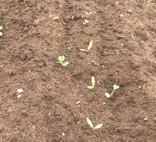 Crop walking: Beet weeds top of the agenda in Co. Laois