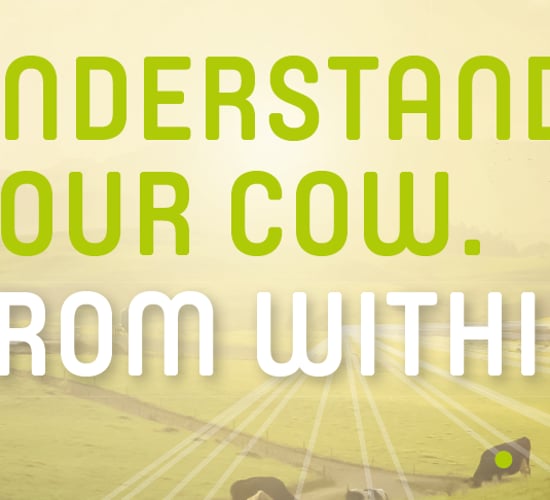 Optimise herd fertility and health with smaXtec