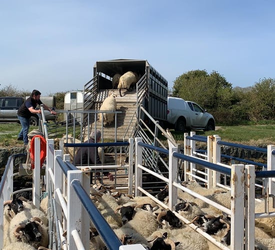 Sheep cross Strangford Lough on barge, continuing 200-year-old island farming tradition