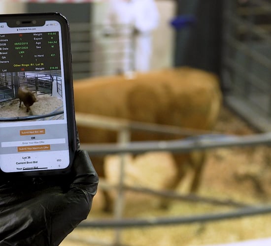 One year on: How has online mart trading performed?
