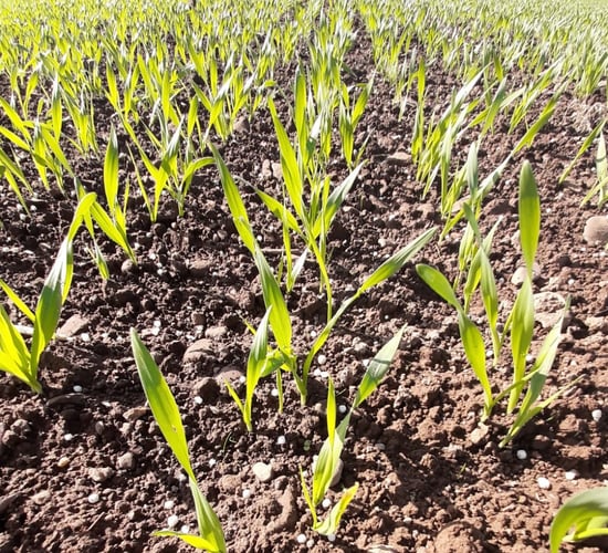 'Winter crop development is still progressing' - CAFRE