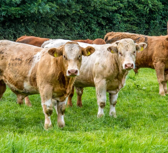 ICSA backs Pedigree Breeders Council no confidence vote in ICBF