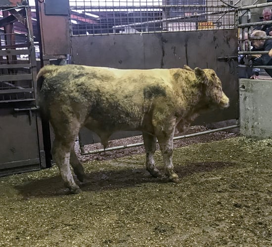 Contract to supply 12,000 bulls and steers to Algeria secured