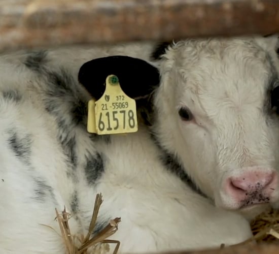 George Goes Dairy Farming: Pat Martyn - Co. Meath