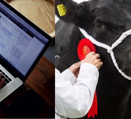 'Stage set' for first online pedigree Angus bull sale