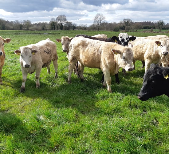 Pics: Buy and sell livestock for FREE on Haystack