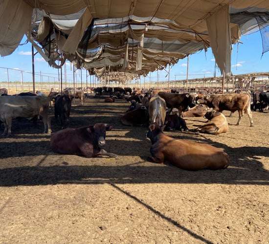 Milking hundreds of cows and finishing 2,000 Brazilian-origin bulls in Egypt