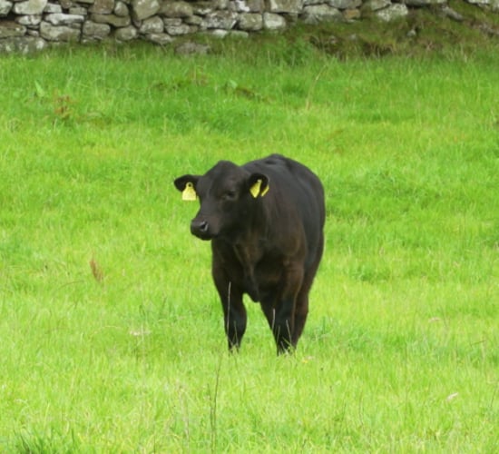 Co. Tyrone man now at the helm of the Aberdeen Angus Society