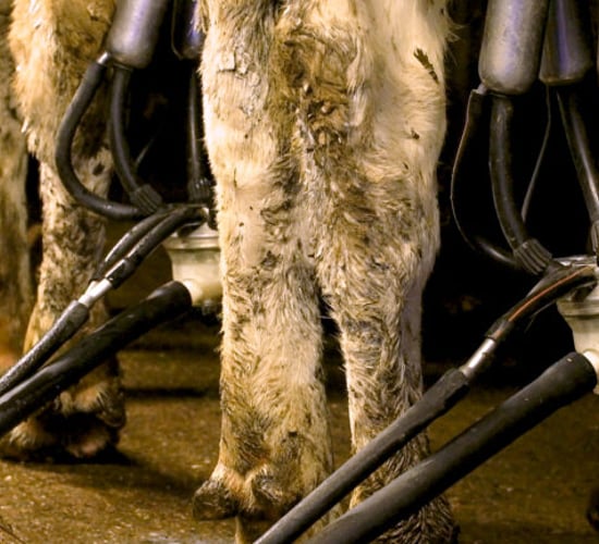 Lowering SCC from 600,000 cells/ml to just 89,000 cells/ml on Co. Kerry dairy farm