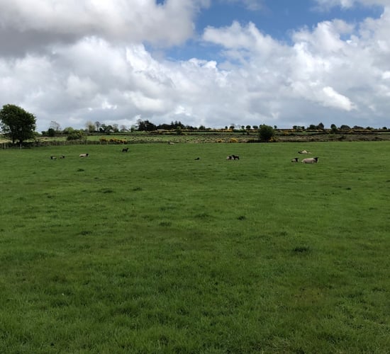 Sheep management: How can I improve grass utilisation on my farm?