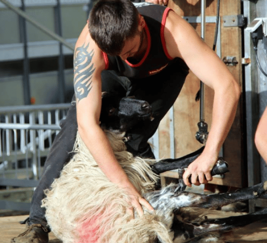 'It's business as usual for us' - sheep shearer Karol Devaney