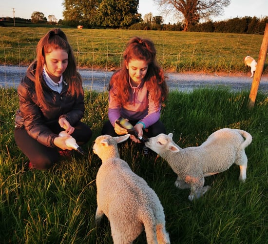Leaving Cert liberation relief on double