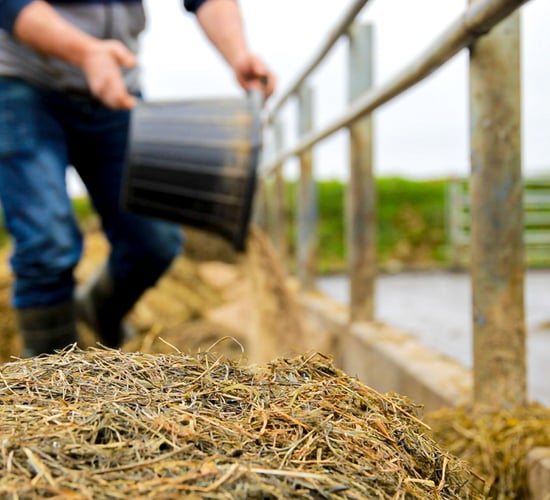 Global feed production in 2023 down marginally