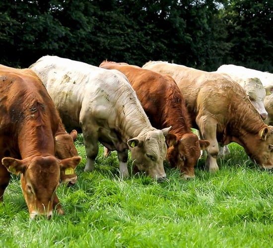 LMC preparing for 'fundamental change' in livestock sector