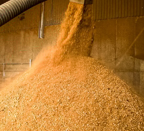 World's largest mycotoxin survey finds threats to animal protein remain high