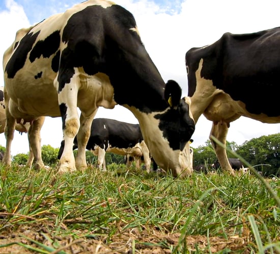 Preventing milk fever in autumn-calving cows