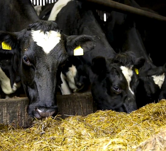 What to look out for in dry cow minerals