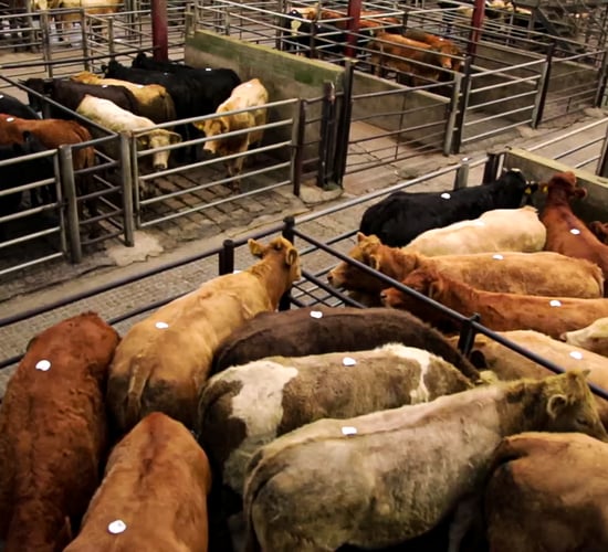 CSO: Cattle slaughterings down in first half of 2025