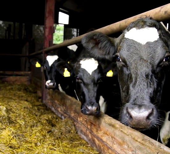 Poots and Dodds launch review into future of NI's agri-food sector