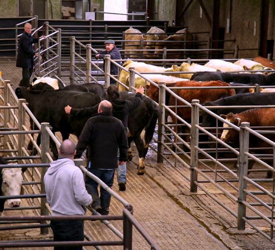What county has the most cattle marts in Ireland?