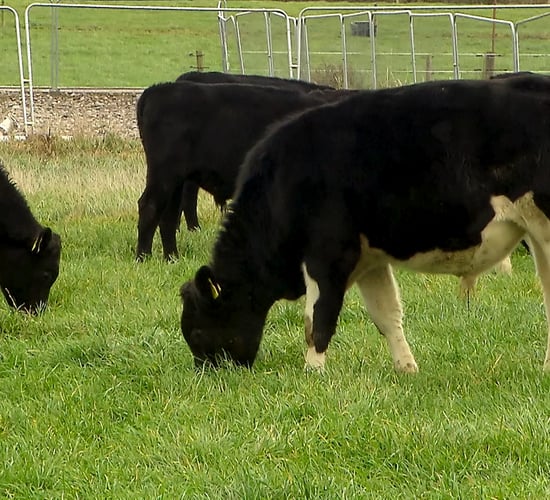 Reducing emissions in dairy beef goes under spotlight in new podcast