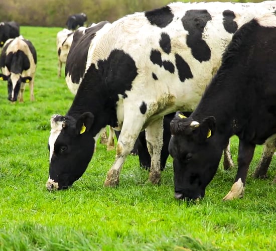 Dairy calving statistics see little change