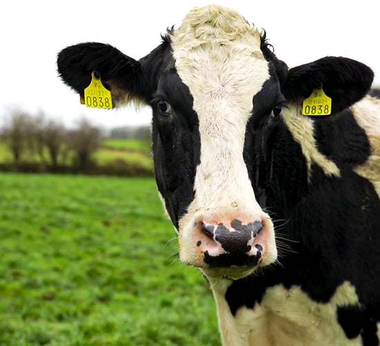 How much milk was supplied from Irish farms last year...and how was it used?