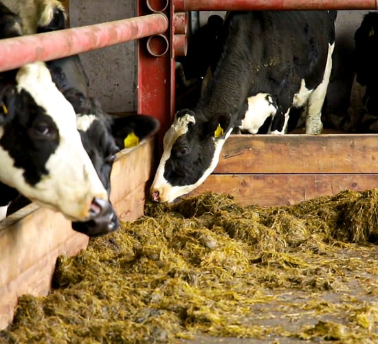 Getting dry cow management right for a successful calving