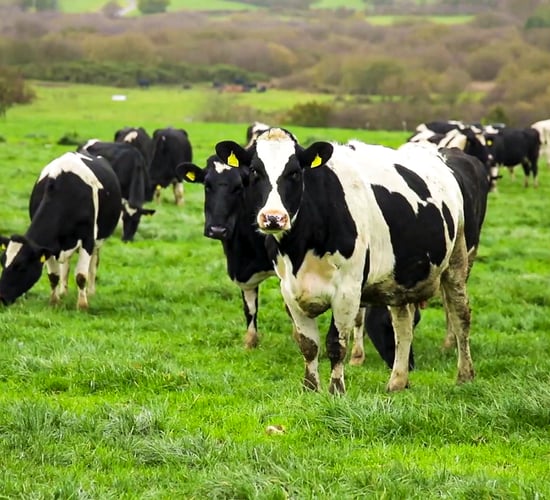 30% emissions cut means 'significant' national herd cull - TD