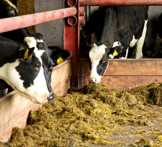 Keep a close eye on BCS of autumn-calving cows