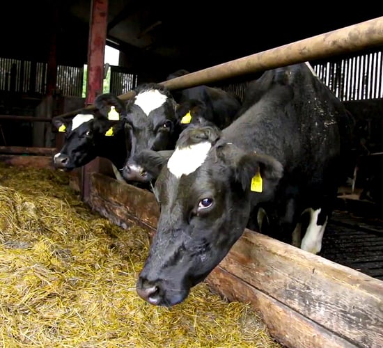 Easy calvings guaranteed with smaXtec