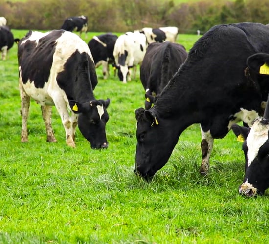 Minimising negative energy balance in cows this spring