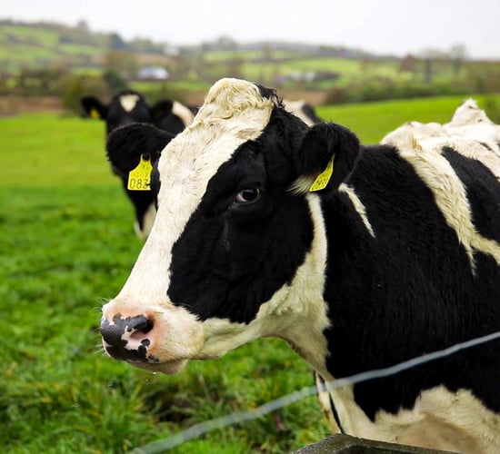 NDC & Kerrygold Quality Milk Awards 2023: Finalist focus - part 2