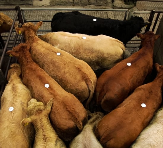 Farmers urged to demand more on beef 'as the market can pay more'