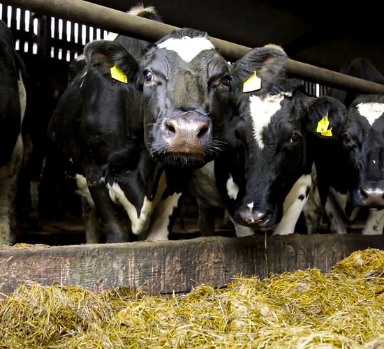 Nitrates: Banding to use AIMS data and milk sold
