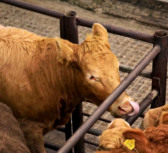Potential BEAM clawback of €40 million from beef farmers 'immoral'
