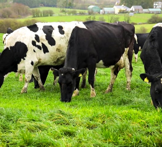 Dairy advice: Setting yourself up for a good spring