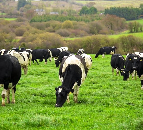 ICMSA: Proposed assessments put many dairy farms at risk
