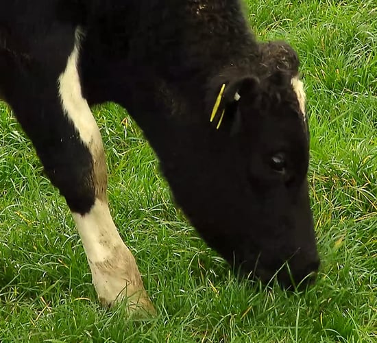 Factories urged to 'do more' for beef farmers