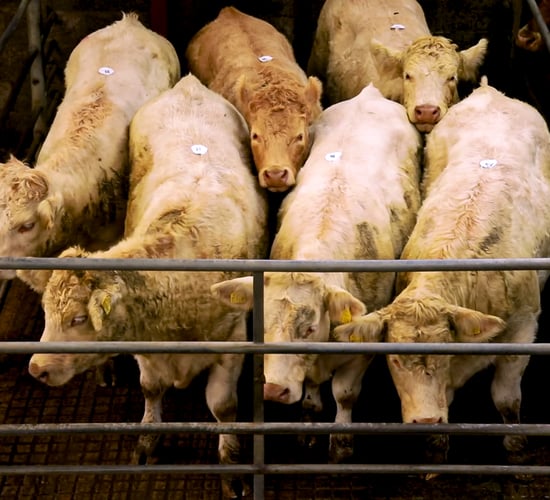 Mart report: Strong demand for heavier store animals