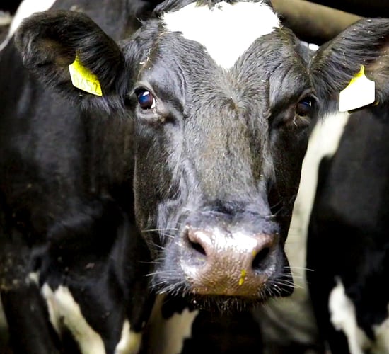 Preventing Johne's disease from spreading in your herd