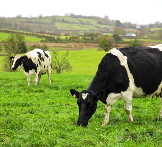 Preventing embryo loss in dairy cows