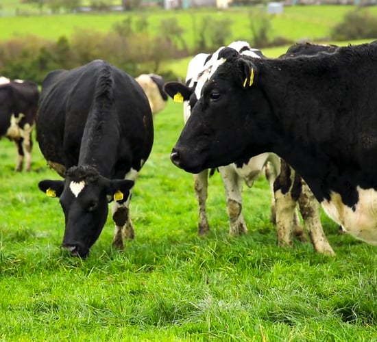 New study examines cutting bovine methane through breeding